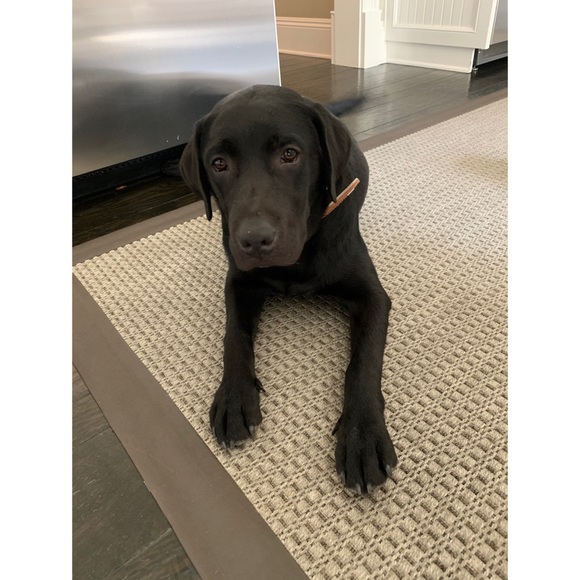 Meet Kona & Romeo! 💗 - Picture 5 of 12